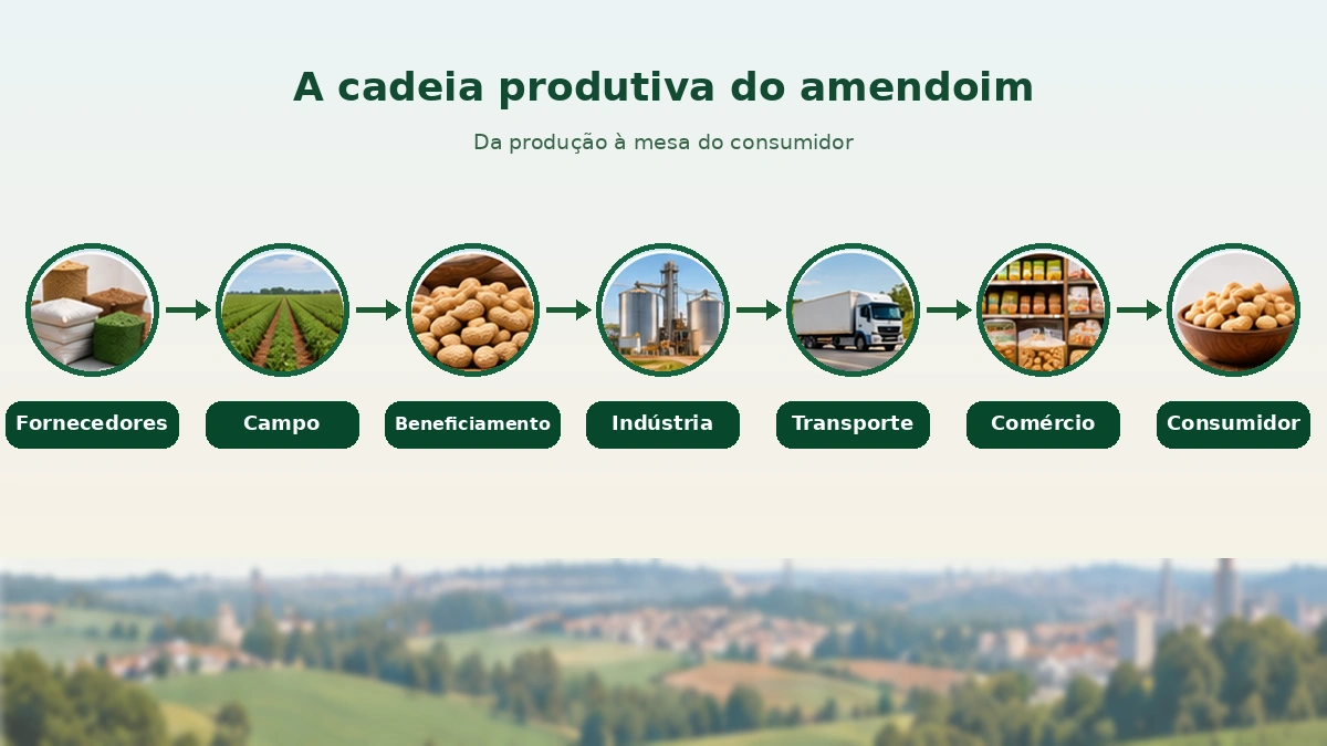 Infográfico das etapas da cadeia do amendoim: fornecedores, campo, beneficiamento, indústria, transporte, comércio e consumidor.